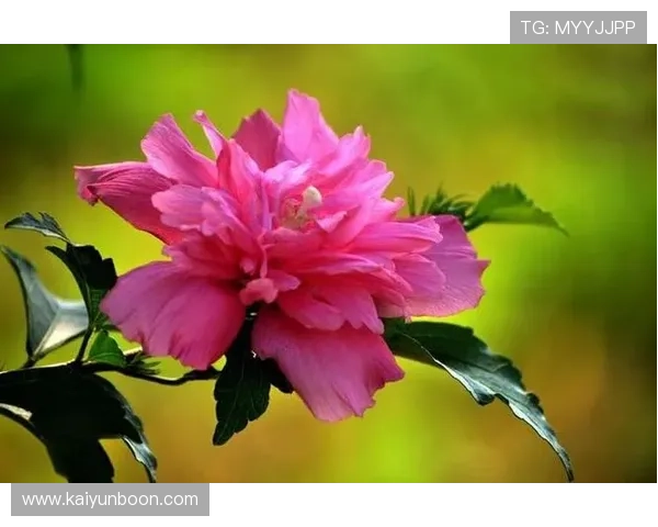 开运入口:打造个人专属的开运入口助你迎来事业与爱情双丰收 开运入口:打造个人专属的开运入口助你迎来事业与爱情双丰收